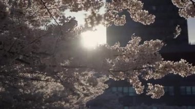 Canlı çiçeklerle süslenmiş nefes kesici bir kiraz ağacı parlak mavi bir gökyüzüne karşı güzel duruyor.