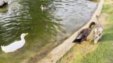 Parktaki güzel bir nehir manzarası.