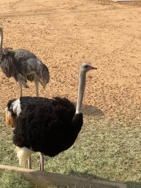动物园里的鸵鸟 — 图库视频影像