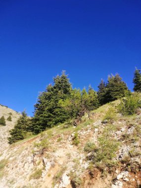 Cedar Trees in Lebanon Mountains