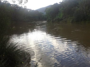 Wood pine tree forest in south brazil