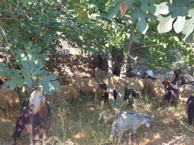 Yeşil çimlerde bir keçi sürüsü