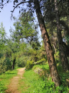 Ağaçları ve mavi gökyüzü olan sonbahar ormanı
