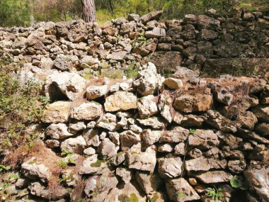 Ağaçları ve mavi gökyüzü olan sonbahar ormanı
