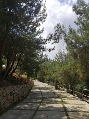 Ağaçları ve mavi gökyüzü olan sonbahar ormanı