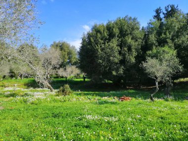 Ağacı ve küçük bir nehri olan güzel bir manzara.