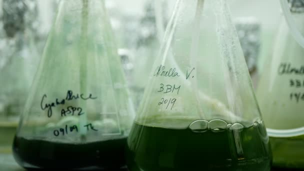 Tüpteki Yosun Artışı Tüp Oksijen Baloncukları Tüp Klorella Üretimi Özütü — Stok video