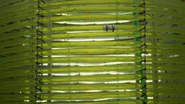 Algas Ciência Reator Tubular Tubo Pesquisa Mangueira Moderna Laboratório Biorreator — Vídeo de Stock
