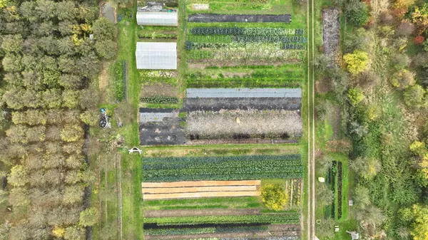 Bio Farm Ősz Gazdálkodás Édesburgonya Betakarítás Káposzta Brassica Oleracea Capitata — Stock Fotó