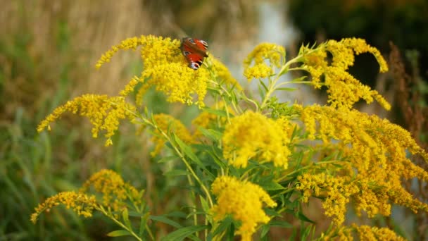 Canada Goldenrod Solidago Canadensis Ανθίζει Καναδικό Κίτρινο Φυτό Λουλούδια Λεπτομέρεια — Αρχείο Βίντεο