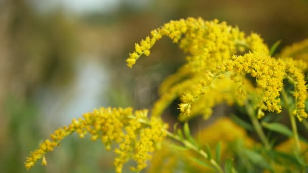 カナダの黄金の棒Solidago Canadensis花カナダの黄色の植物の地球の花の詳細クローズアップ侵襲的かつ広大な蝶の飛行昆虫種は 川の危険な植物の葉の花を咲かせます — ストック動画