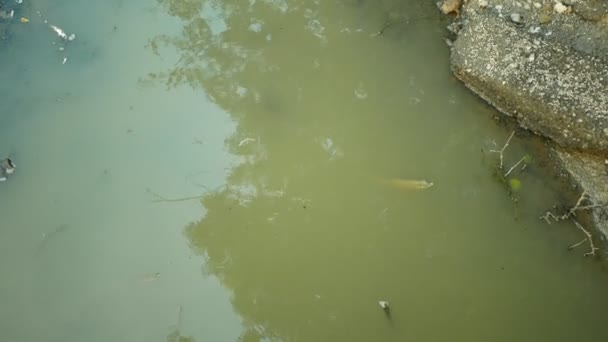 Fische Keuchende Luft Bleibt Leben Trocknen Trockenheit Fluss Risse Kruste — Stockvideo