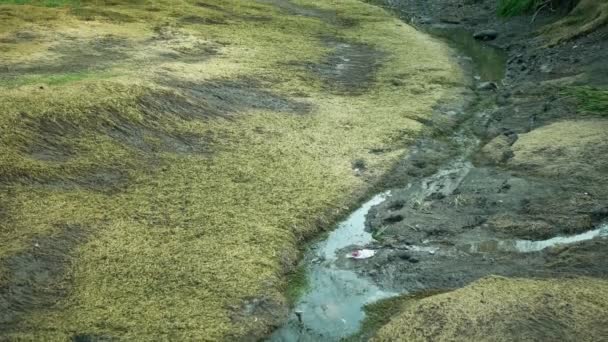 Засушливая Река Треснула Корка Почвенного Потока Трещин Сухое Опустынивание Водно — стоковое видео