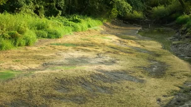 Посуха Річка Тріснула Кора Ґрунту Потік Тріщин Сухопутних Водно Болотних — стокове відео
