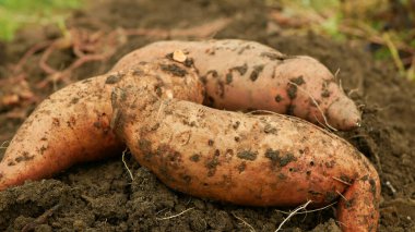 Tatlı patates hasadı yığını Ipomoea batatas yakın çekimli tüberküloz kökleri tarla kökü biyo çiftliği hasat bitki yetiştirme tatlı patates yetiştirme sebze yetiştirme tarım organik tazelik