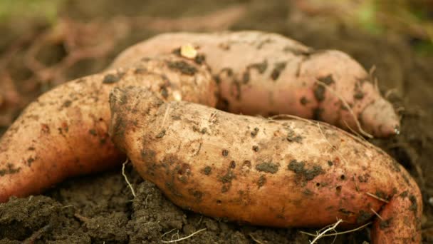 Récolte Patates Douces Ipomoea Batatas Gros Plan Tubercules Tubéreux Racines — Video
