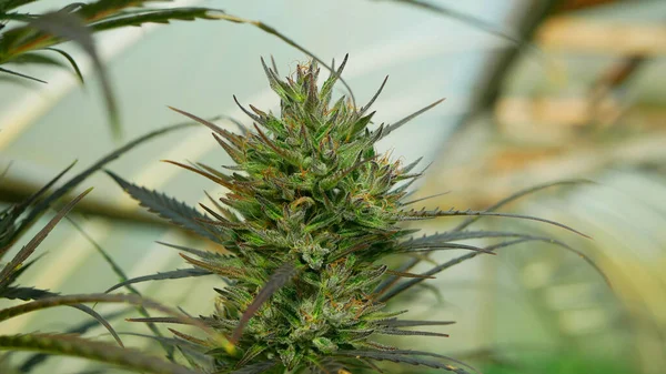 Medicinale Cannabis Hennep Geoogst Verse Rijpe Knop Stampers Zaadkwaliteit Voor — Stockfoto