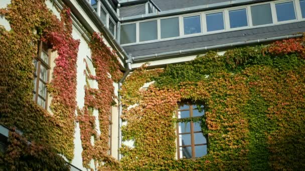 ヘデラヘリックス一般アイビー都市部の秋の色魔法の更新垂直庭園緑の壁の窓を生きて クリーパー完全に建物の壁をカバー自然の成長したスペースは外に登り — ストック動画