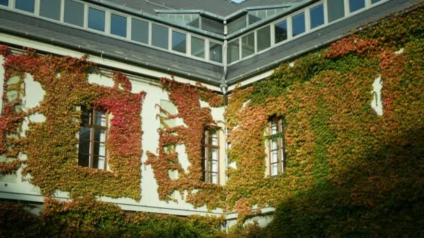 ヘデラヘリックス一般アイビー都市部の秋の色魔法の更新垂直庭園緑の壁の窓に住んでいる クリーパー完全に建物の壁をカバー自然の空間外に上昇し 適応忍び寄るブッシュ — ストック動画