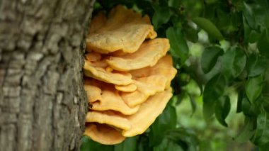 Laetiporus sulphureus polypore raf tavuk yengeci orman mantarı armut ağacında parazit, mantarlar ahşap üzerinde yetişiyor gurmeler için mükemmel yenilebilir mantar, tehlikeli ahşap çürümesi