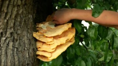Laetiporus sulphureus sulphureus polypore hand bıçak kesme raf tavuk yengeci orman mantar braktüs armut ağacında parazit, ahşap üzerinde yetişen mantar, gurmeler için mükemmel yenilebilir mantar