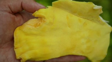 Laetiporus sulphureus sulphureus polypore hand kesme raf tavuk yengeci orman mantarı braktüs armut ağacında parazit, ahşap üzerinde yetişen mantar, gurmeler için mükemmel yenilebilir mantar