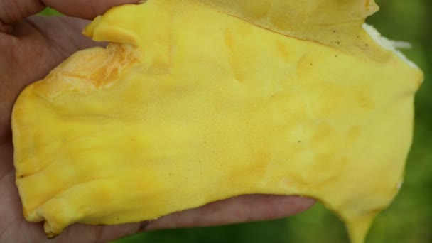 Laetiporus Sulphureus Sulphur Розрізає Рукою Полицю Курячих Крабів Вид Кронштейн — стокове відео