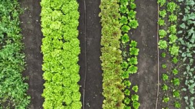 Bio farm farming agricultural farm garden farmer cloudy clouds after rain fruit tree drone aerial video shot leaf lettuce green Lactuca sativa bio farmer farming greenhouse foil and agricultural farm