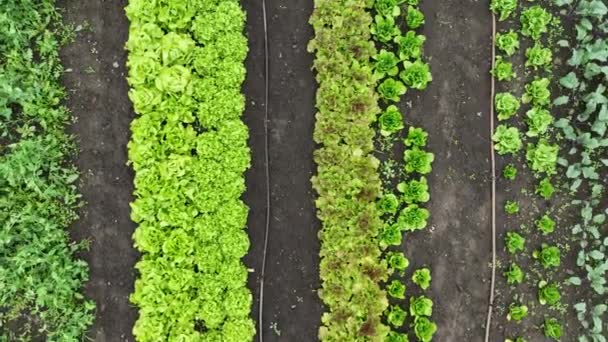 Біо Фермерське Господарство Сільське Господарство Садова Ферма Хмарні Хмари Після — стокове відео