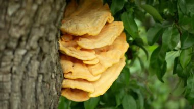 Laetiporus sulphureus polypore raf tavuk yengeci orman mantarı armut ağacında parazit, mantarlar ahşap üzerinde yetişiyor gurmeler için mükemmel yenilebilir mantar, tehlikeli ahşap çürümesi