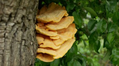 Laetiporus sulphureus polypore raf tavuk yengeci orman mantarı armut ağacında parazit, mantarlar ahşap üzerinde yetişiyor gurmeler için mükemmel yenilebilir mantar, tehlikeli ahşap çürümesi