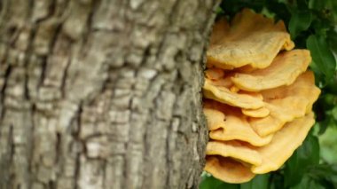 Laetiporus sulphureus polypore raf tavuk yengeci orman mantarı armut ağacında parazit, mantarlar ahşap üzerinde yetişiyor gurmeler için mükemmel yenilebilir mantar, tehlikeli ahşap çürümesi