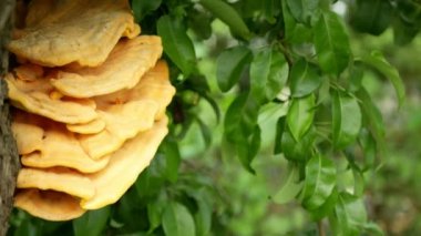 Laetiporus sulphureus polypore raf tavuk yengeci orman mantarı armut ağacında parazit, mantarlar ahşap üzerinde yetişiyor gurmeler için mükemmel yenilebilir mantar, tehlikeli ahşap çürümesi