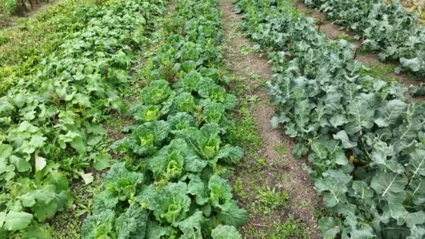 Field Savoy Cabbage Bio Tribute Leaves Leaf Head Brassica Oleracea — 비디오