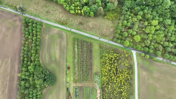 Cosecha Calabaza Hokkaido Butternut Drone Aerial Pile Harvesting Cucurbita Maxima — Vídeo de stock