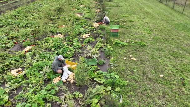 Тыквенный Урожай Hokkaido Ореховый Дрон Сбор Воздушной Кучи Cucurbita Maxima — стоковое видео