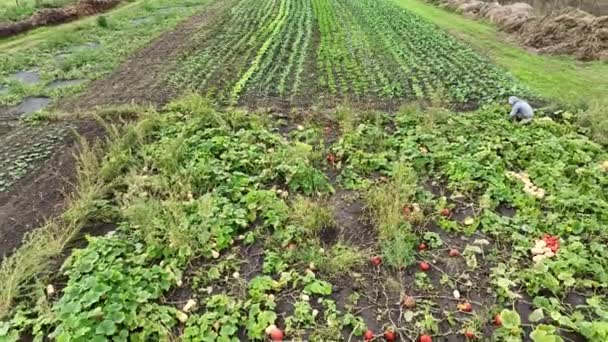 Cosecha Calabaza Hokkaido Butternut Drone Aerial Pile Harvesting Cucurbita Maxima — Vídeos de Stock