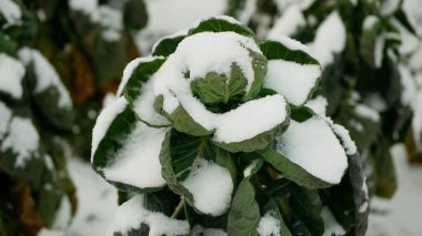 Brüksel lahanası çiftliği hasat biyo kış karı hasat bitkisi Brassica oleracea sebze yaprağı tarım ekimi ekin ekme, yeşillik yetiştirme dirençli don çiftçiliği