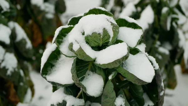 Brüksel lahanası çiftliği hasat biyo kış karı hasat bitkisi Brassica oleracea sebze yaprağı tarım ekimi ekin ekme, yeşillik yetiştirme dirençli don çiftçiliği