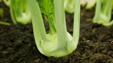 Kohlrabi genç tuber biyolojik detayı sera folyo tarlası kökü tarla kökü şalgam Alman beyaz çiftlik çiftliği hasat bahçesi kökü ve organik Brassica oleracea var. gongylodes kabağı taze cucumiform