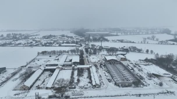 Agricultura Fazenda Inverno Geada Neve Drone Aéreo Para Reprodução Bovinos — Vídeo de Stock