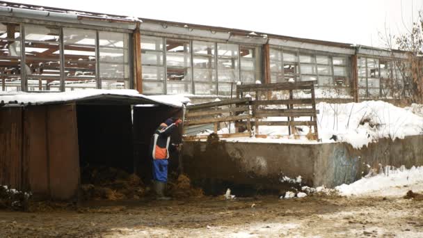 Cows Cowshed Cleaning Manure Faeces Farm Worker Shovel Muck Mucking — Video