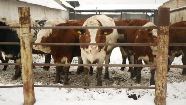 Krávy Ekologické Farmy Stádo Zima Sníh Ekologické Zemědělství Zasněžený Plot — Stock video