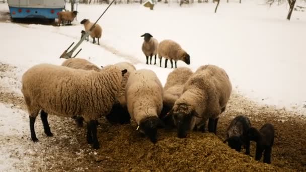 Heep Suffolk Αρνιά Βιολογικά Αγρόκτημα Προβατίνα Καλαμπόκι Ενσίρωση Ζωοτροφές Κοπάδι — Αρχείο Βίντεο