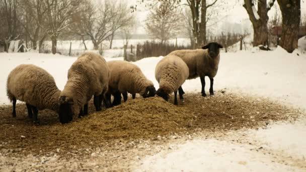ヒープサフォーク子羊バイオ有機農場Eweトウモロコシの飼料群れ白い給餌赤ちゃん群れ国内の冬の雪の英国の品種有機若い農業雪の氷の柵の囲いは 主にそのために提起 — ストック動画