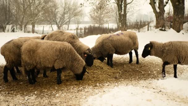 大羚羊生物有机农场Ewe玉米青贮饲料羊群白色饲料婴儿群英国品种的冬季雪有机农业雪地雪地围护结构主要是为其生长而饲养的 — 图库视频影像