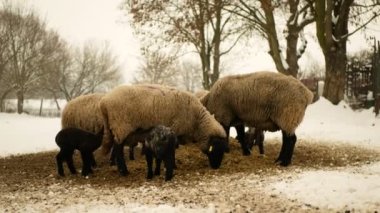 Sheep heep Suffolk lambs sucking breast milk mother bio organic farm ewe corn silage livestock fodder flock white feeding baby cute drinks herd British breed of domestic winter snow organic young