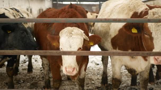 Krávy Ekologické Farmy Stádo Zima Sníh Ekologické Zemědělství Zasněžený Plot — Stock video