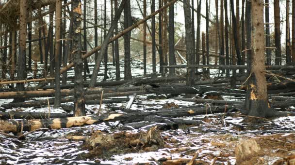 Skog Efter Extrema Väderfluktuationer Brand Flammor Vinter Frost Vild Torka — Stockvideo
