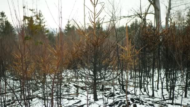 Bosque Después Las Fluctuaciones Climáticas Extremas Fuego Flamesnow Invierno Heladas — Vídeo de stock